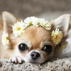 Chihuahua lover (miss flower)