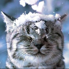 Cryogenic Kitty