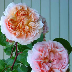 ANEES GULROO