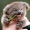derpy koala