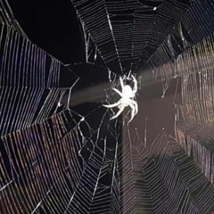 cherry flavored arsenic