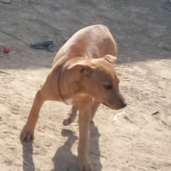 דודו אהרון - הלב שלי על מאתיים