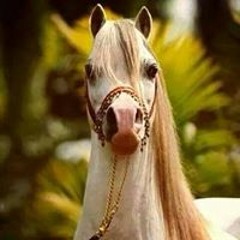 عصام بلح