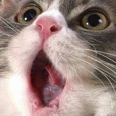 Phisanimit Thiengtham