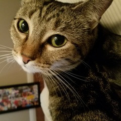Meow!
