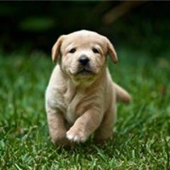 Boku no hero academia openings