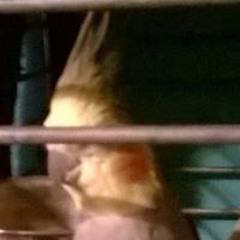 Deron Oswin