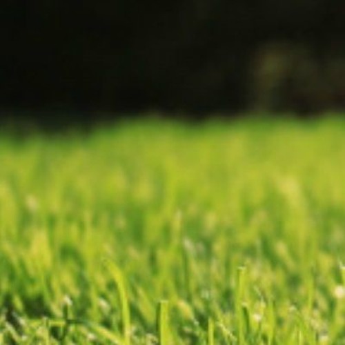 Emerald Grass Promotion’s avatar