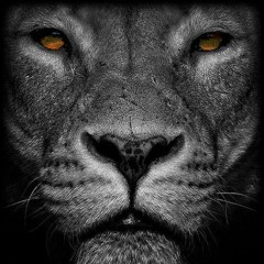 Lion Arts