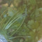 olivier dumervil