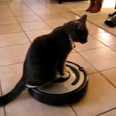 Cat Vacuum