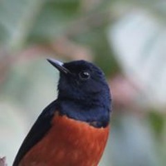 bullock.carl_avian
