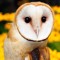 Sneaky Owl
