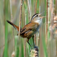 Ruchira S. Datta