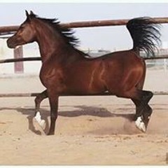 abdo