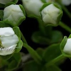 Елена Максименко