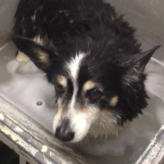 Bathwater For Jessie [archive]