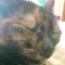 Craftingcat99