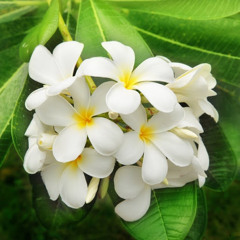 Lily3555
