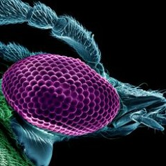 Juan Infante Ramirez