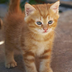 Влад Гальцев