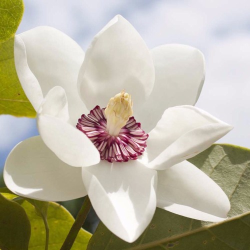 Vale Magnolia’s avatar