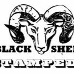 Black Sheep Stampede