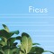 Ficus
