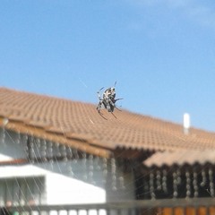 Diego Sandoval Sepúlveda