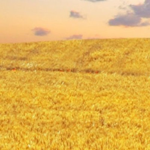 Golden Plains Promotion’s avatar