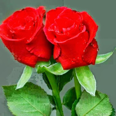 ابو شعر
