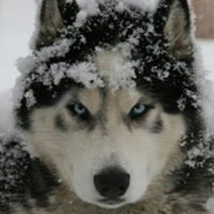 Loba Dedosmundos