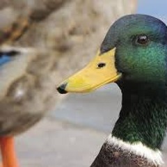 I'm A Wild Goose