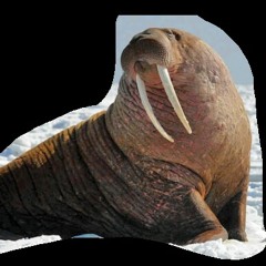 numb walrus