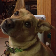 WoofCrewyt Gaming videos