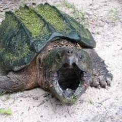 the snapping turtle