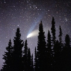 Catherine Of The Woods