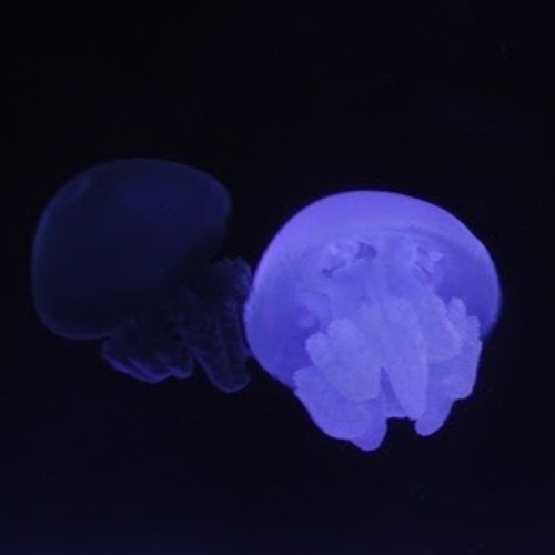 jelly fish’s avatar