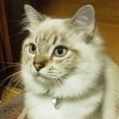 New private playlist