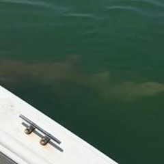 Marcos Santiago-Muñoz