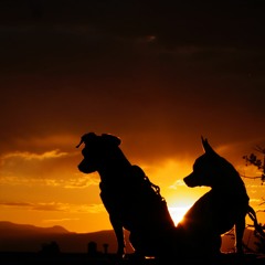 Indy Couch Arts Community Radio