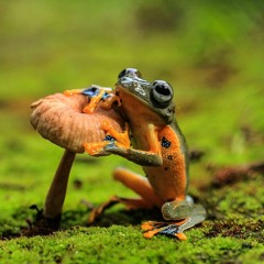 Ecker Skill Gamma L`Mort