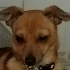 theDawg!