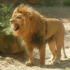 رضا عطية