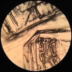 michelleleannetemple