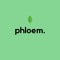 Phloem.