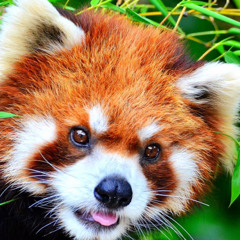 Redpanda Plays