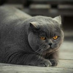 Cloned Cat
