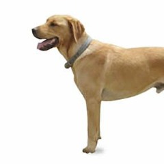 Top Paw Entertainment