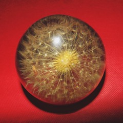 Treehouse Orchestra Recordings